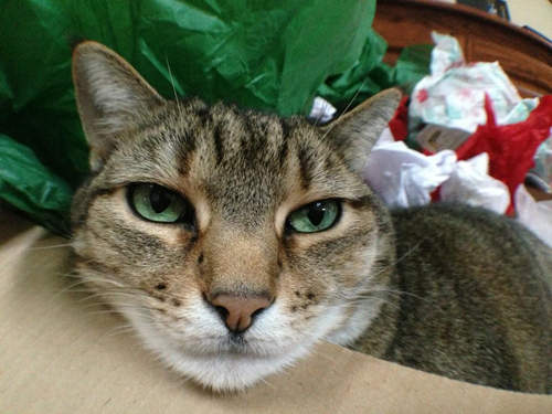 《貓的開箱文》貓咪喜歡塞紙箱其來有自～