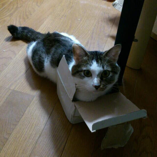 《猫的开箱文》猫咪喜欢塞纸箱其来有自~