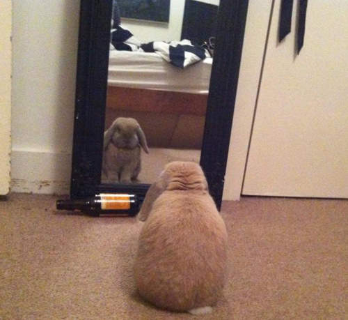 《攬鏡自照兔》魔鏡啊魔鏡　我是最可愛的兔兔嗎～