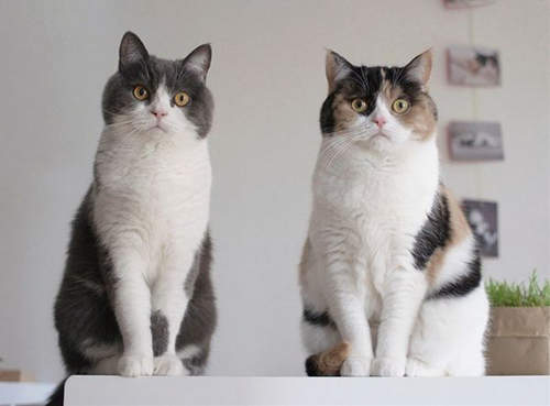 感情超好的萌貓兄妹　guremike的同步貓小日常留影