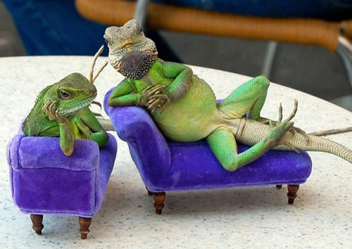 《人模人樣的蜥蜴》擺起姿勢拍照100分 《人模人樣的蜥蜴》擺起姿勢拍照100分