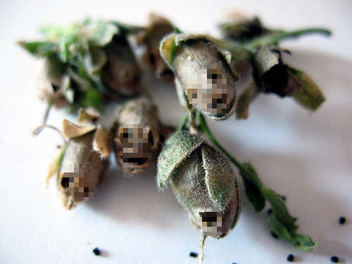 詭異《金魚草植物》骷髏頭模樣太嚇人(怕) 詭異《金魚草植物》骷髏頭模樣太嚇人(怕)
