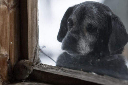 《森林中的家》廢棄的房子換誰住呢......
