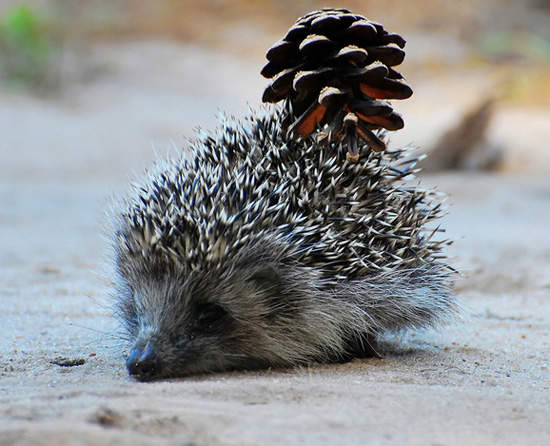 《治癒系動物》沒想到原來刺蝟也是走治癒系