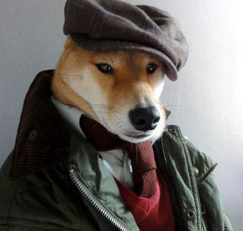 《男裝柴犬狗》最潮的狗界時尚部落客~ 《男裝柴犬狗》最潮的狗界時尚部落客~