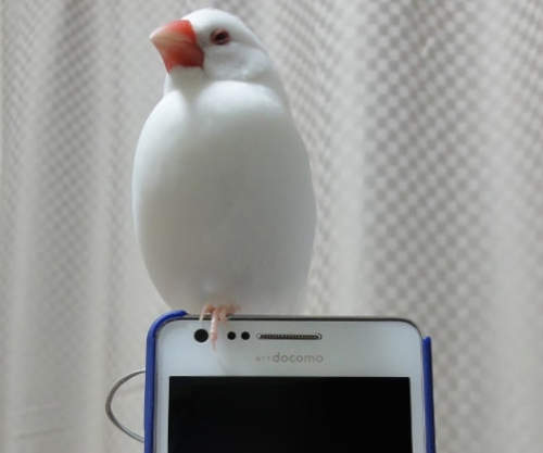 《文鳥耳機孔塞》可愛但又礙事的存在... 《文鳥耳機孔塞》可愛但又礙事的存在...
