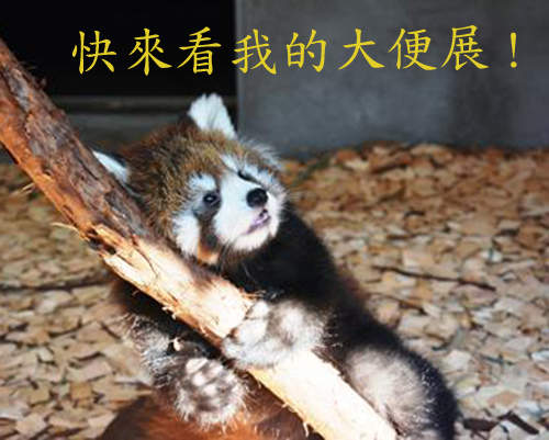 不臭的《大便展》歡迎親手體驗便便喔 不臭的《大便展》歡迎親手體驗便便喔
