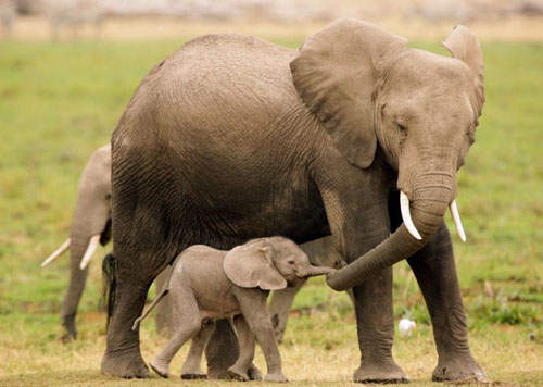 《動物界母親節》溫馨到我要流淚了T^T