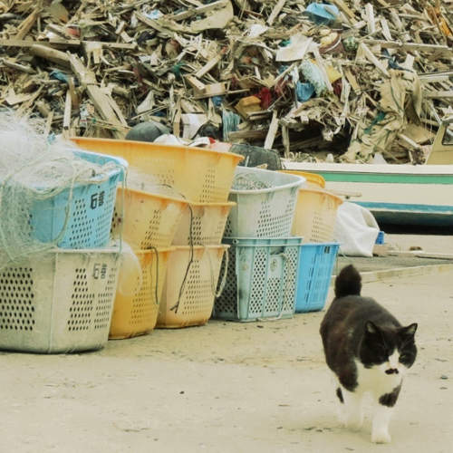 日本震災災區中的貓島《田代島》也請繼續守護著這裡的島民