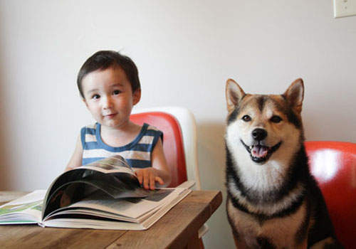 《柴犬Maru與小Baby一茶》趴兔　唉呀長大了長大了～