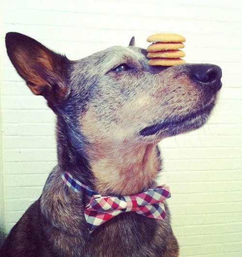 頂功了得狗《Jack》寵物當家何時會拜訪他？