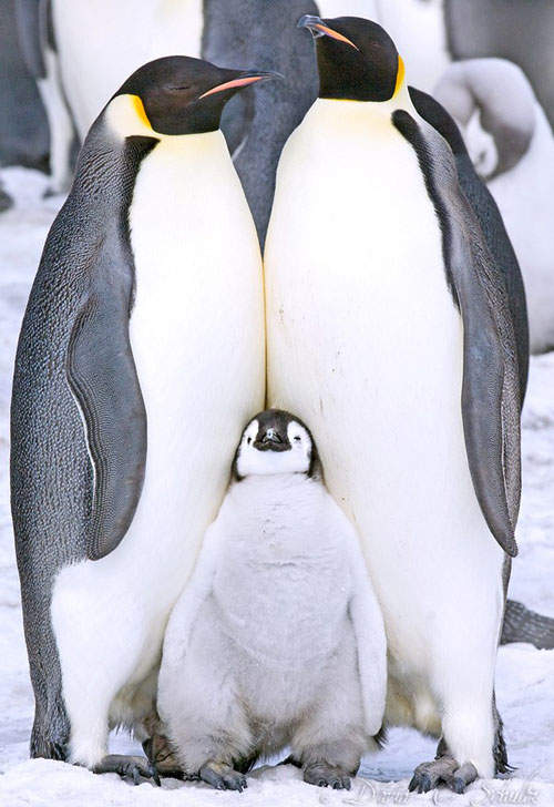 《南極美景》企鵝看到相機也想自己拍一張