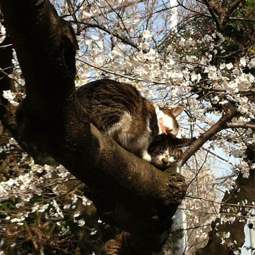 上野公園的《賞櫻貓》其實根本是虐待動物? 上野公園的《賞櫻貓》其實根本是虐待動物?