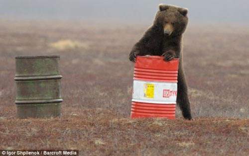 棕熊愛飛機燃料?再忙也要聞一下~ 棕熊愛飛機燃料?再忙也要聞一下~