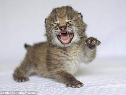 山貓&雲豹 野性與可愛兼具的貓科動物 山貓&雲豹 野性與可愛兼具的貓科動物