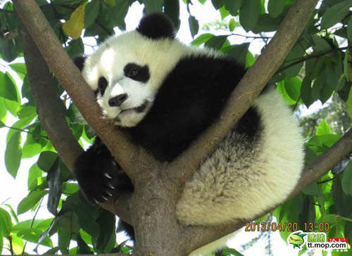 真實版《功夫熊貓》爬樹可是很厲害的~(拇指) 真實版《功夫熊貓》爬樹可是很厲害的~(拇指)