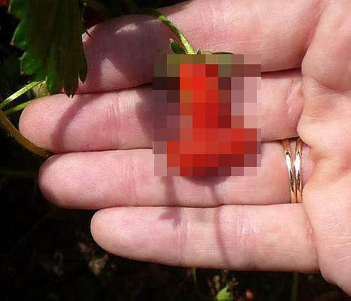 令人猶豫的《奇特草莓》到底該不該吃呢......