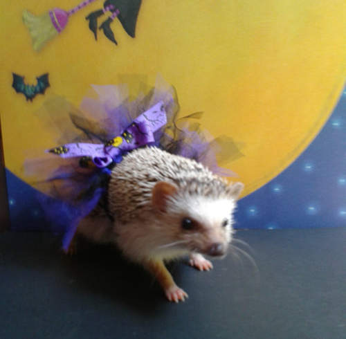 《刺蝟寵物服》萬聖節就跟著主人一起變妝出門吧♥ 《刺蝟寵物服》萬聖節就跟著主人一起變妝出門吧♥