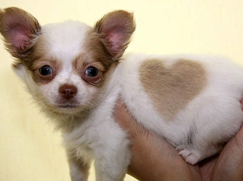 動物們身上的神奇圖案 人家就是天生這麼可愛啦~ 動物們身上的神奇圖案 人家就是天生這麼可愛啦~