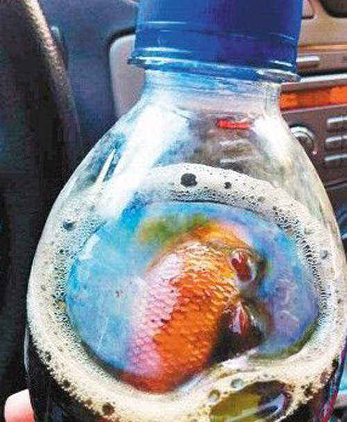 杯底不可養金魚  那可樂瓶裡呢...？（吐）