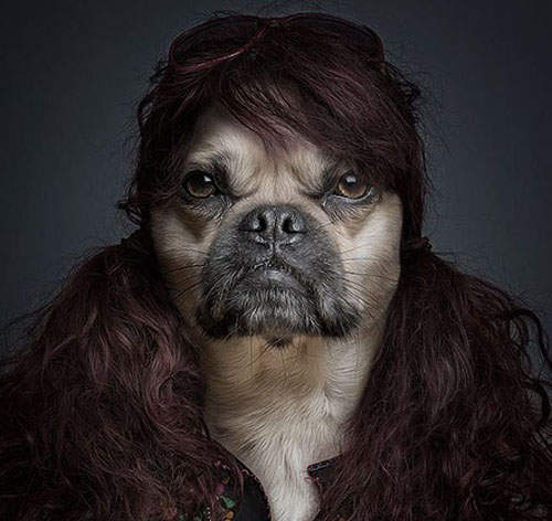 《狗狗證件照》戴假髮比較性感啦(嗯？)