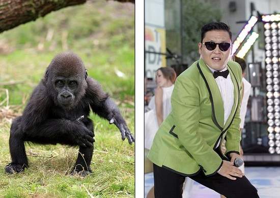《模仿PSY熱潮》連猩猩都要參一咖？！