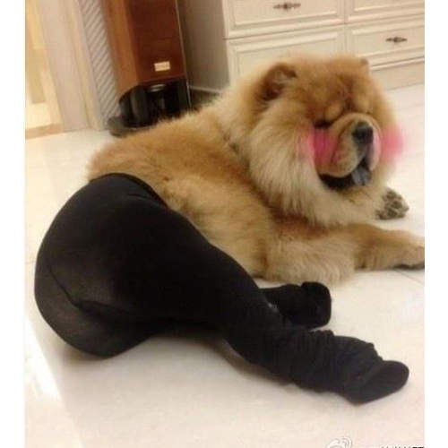 大陸性感?《褲襪犬》大流行 狗狗不會很不舒服嗎? 大陸性感?《褲襪犬》大流行 狗狗不會很不舒服嗎?