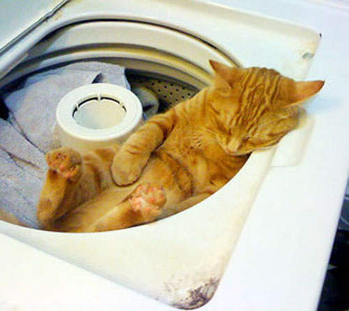 《洗衣機貓》貓的～你怎麼躲到洗衣機裡去了呀！？