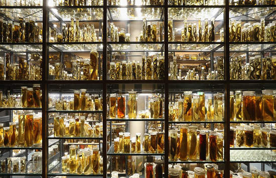 28萬件玻璃管標本沉睡的《柏林自然博物館》