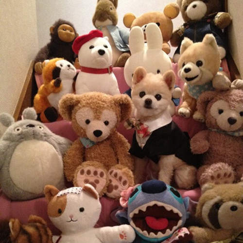 寵物看出飼主性格?你想養的寵物和個性原來也有關係 寵物看出飼主性格?你想養的寵物和個性原來也有關係