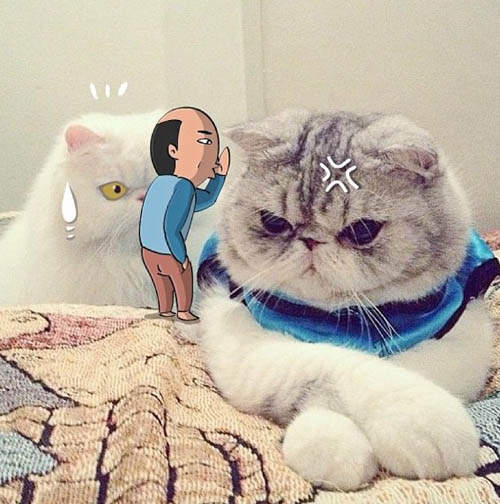 《光頭老伯》與貓狗朋友們　果然還是很好笑XD