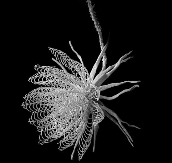 《骨頭之花》不說你不知道這是什麼做的... 《骨頭之花》不說你不知道這是什麼做的...