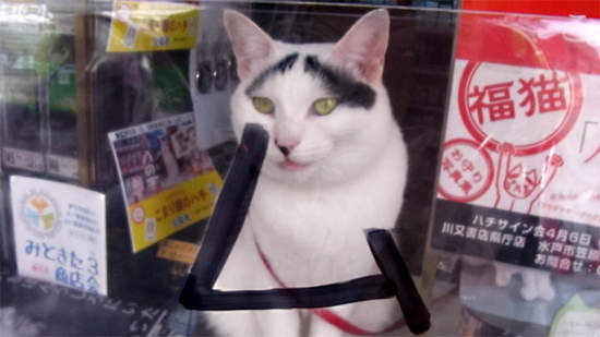 看起來超無辜《八字眉的幸運店貓》