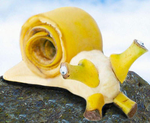 創意《食材動物》 這麼可愛哪吃得下去?  創意《食材動物》 這麼可愛哪吃得下去?