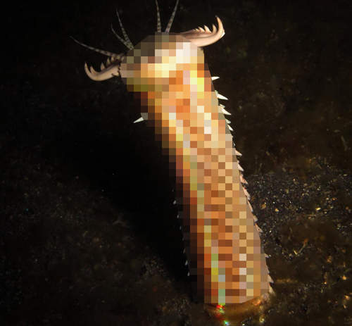 真男人海星PLAY 這個瞬間讓AV業界震驚的海洋生物們 真男人海星PLAY 這個瞬間讓AV業界震驚的海洋生物們