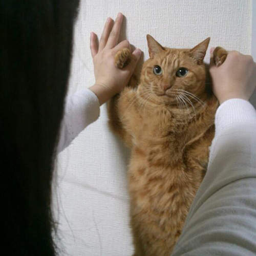 《貓的牆壁咚》你這小傢伙的表情也太可愛了吧～(,,◕　⋏　◕,,)