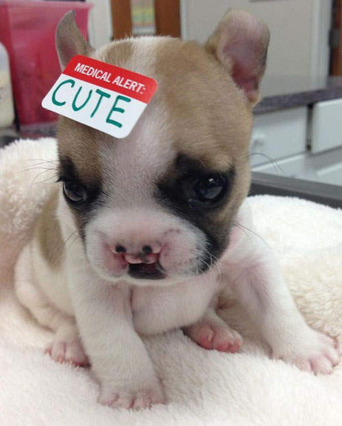 超Q《兔唇狗》就是喜歡牠的缺陷美❤