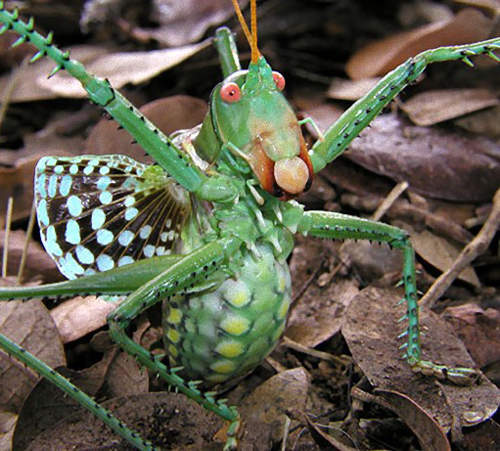 惡魔螽斯 很容易火大嗜殺成性的紅眼魔鬼 惡魔螽斯 很容易火大嗜殺成性的紅眼魔鬼