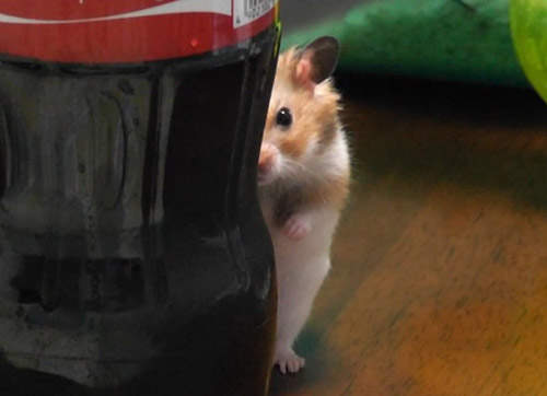 強悍哈姆太郎 你不容小覷的倉鼠狂野之處 ( ´ ・ω・`) 強悍哈姆太郎 你不容小覷的倉鼠狂野之處 ( ´ ・ω・`)