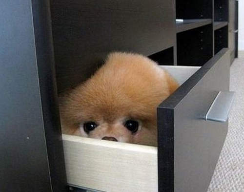 超明顯《狗狗躲貓貓》到底是誰看不到誰呢？