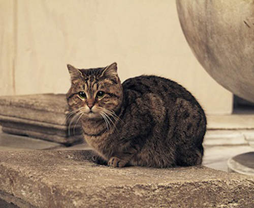 《聖索菲亞大教堂的貓》連歐巴馬總統都很愛它喔 《聖索菲亞大教堂的貓》連歐巴馬總統都很愛它喔