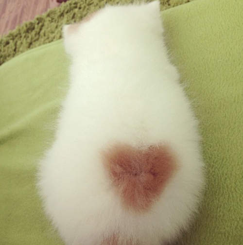 超萌《愛心貓》我要直接把你抱回家^❤^