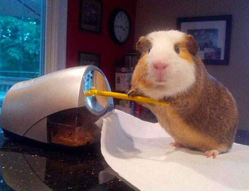 《家政天竺鼠》主人~~需要我為你做什麼嗎◕ᴥ◕？