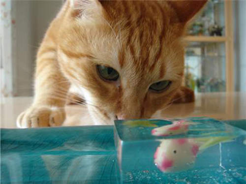 《金魚點心》夏天最適合來一盤 喵~ 《金魚點心》夏天最適合來一盤 喵~