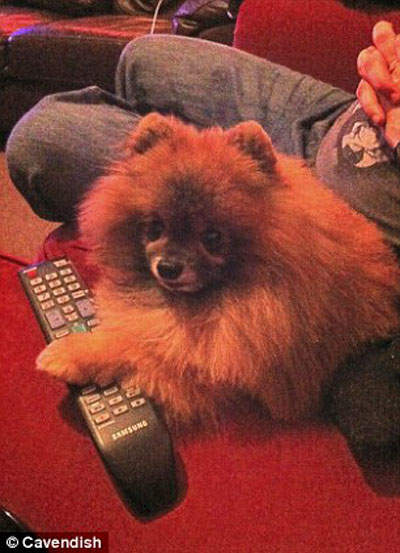 《兇殘的寵物》請各位保護好自己家的寶貝Q口Q