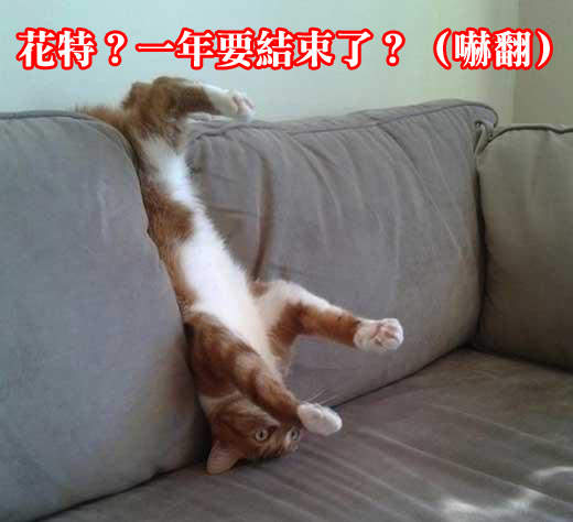 2013卡卡最夯的貓咪們　以後也請繼續喵喵指教ΦωΦ