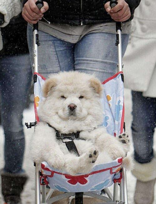 《囂張的動物們》趴兔 ~你敢跟牠們比好命嗎? 《囂張的動物們》趴兔 ~你敢跟牠們比好命嗎?