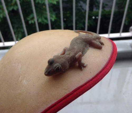 被NuBra困住的壁虎 到底該如何救出呢?ヽ(д`ヽ)。。 被NuBra困住的壁虎 到底該如何救出呢?ヽ(д`ヽ)。。