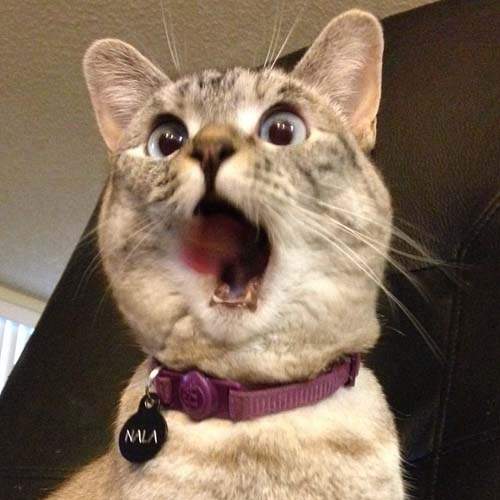 萌翻天《表情貓Nala》怎麼可以這麼有戲～（抱）