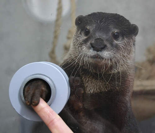 超萌《水獺》登場　會握手還會裝死喔～(ღ✪ｖ✪)